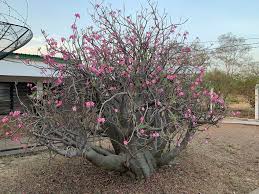 Are roses poisonous to people? Adenium Obesum Desert Azalea Desert Rose Impala Lily Kudu Lily Mock Azalea Sabi Star North Carolina Extension Gardener Plant Toolbox