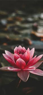 Free Download The Om Mani Padme Hum Wallpaper Beaty Your Iphone Fujifilm Iphone Flower Phone Wallpaper Lotus Flower Wallpaper Watercolor Wallpaper Iphone