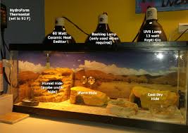 Leopard Gecko Terrarium Setup Leopard Gecko Terrarium Gecko Terrarium Leopard Gecko