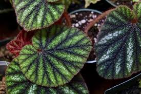 Image result for Selaginella versicolor