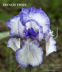 French Twist Lowell Baumunk R 2013 Sdlg 287b Spec X 17 43 Cm Early Bloom Season Standards White 1 8 Inch Medium Violet Iris Flowers Iris Garden Iris