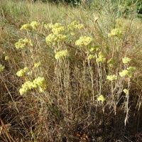 Image result for Helichrysum tillandsiifolium