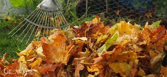 We did not find results for: Using Leaves In The Vegetable Garden