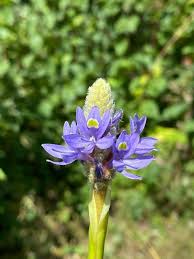 Image result for Pontederia