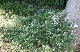 Image result for Lankesteria alba