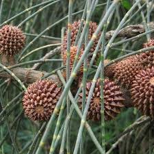 Image result for Casuarina verticillata