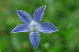 Image result for Wahlenbergia persimilis