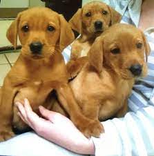 Sure is harperrig breac, british igl retriever champion 2018. Stunning Fox Red Labrador Puppies Ashton Under Lyne Greater Manchester Pets4homes