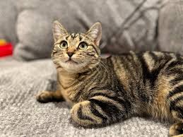 Lanhua Cat Picture 8
