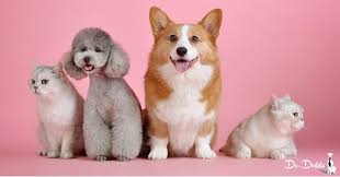 Anti Inflammatory Cream For Dogs Hemopet