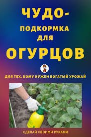 сад огород своими руками огурцы от а до я Chudo Podkormka Dlya Ogurcov Dlya Teh Komu Nuzhen Bogatyj Urozhaj S Izobrazheniyami Ovoshnoj Ogorod