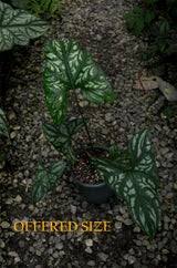 Image result for Cercestis congensis