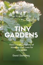 The flowers are green and yellow catkins appear in late winter to early spring, giving your garden some early colour. 10 Best Trees For Small Gardens Beautiful Small Trees