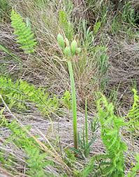 Image result for Cyrtanthus rhodesianus