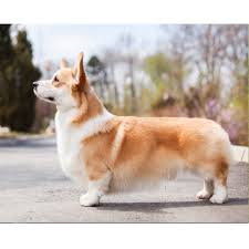 Welsh Corgi (Pembroke) Breeds