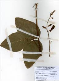 Image result for Adenodolichos