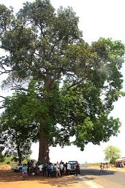 Image result for Khaya anthotheca