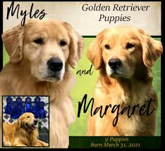 Browse photos and descriptions of 1000 of missouri golden retriever puppies of many breeds available right now! Golden Retriever Breeders In Missiouri Lab Retriever Puppies For Sale
