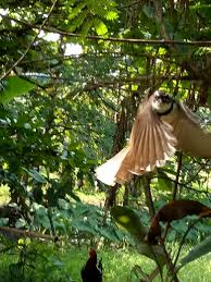 Why Do Birds Suddenly Appear Steemit