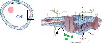 Maybe you would like to learn more about one of these? Unit 1 Human Cells Levels Of Organisation San Francisco De Paula Science Department