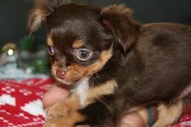 Superbes Chiots Chihuahuas Chocolat Lavande