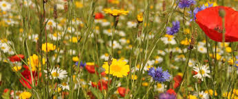So you want to develop a garden where butterflies flutter around, bumble bees buzzing about and hummingbirds perch on the tendrils of fragrant creepers and bushes and believe. How To Attract Butterflies And Hummingbirds To Your Yard