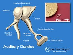 Malleus handle, spatulate process, lateral process, anterior process, neck, head. Your 3 Smallest Bones Wichita Ear Clinic