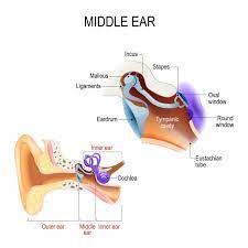 The inner ear (internal ear, auris interna) is the innermost part of the vertebrate ear. Can You Make Your Ears Roar Hampton Roads Ent Allergy