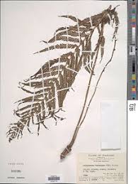 Image result for Pseudocyclosorus