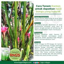 Tumbuh sepanjang tahun, dengan bunga, buah, dan bijinya kerap dimanfaatkan sebagai sayur. Cara Tanam Kantan Baja Milagro Organik Booster Tanaman Facebook