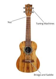 We did not find results for: Why Your Ukulele Isn T Staying In Tune By Joel Matthews