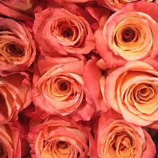 3 reviews of carlstedt's wholesale florist amazing customer service and product. Orlando Wholesale Florist