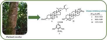 Image result for Parinari excelsa