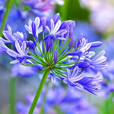Image result for Agapanthus praecox