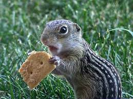 It is one of the animals that has adapted to urban and agricultural development, and actually has expanded its range in minnesota. Thirteen Lined Ground Squirrel Wikidata