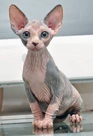 It's the hairlessness that primarily marks a sphynx, with color and pattern lying in the pigmentation patterns of the skin. Just Funny Photos Of Cats Sitting Like Humans This Way Come Cute Cats And Dogs Sphynx Kittens For Sale Unique Cats