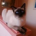 Home | Siamese Seal Point Kittens