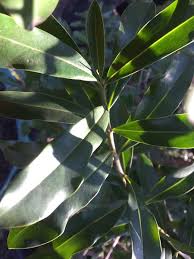 Image result for Warburgia