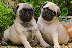 To do their jobs, they had to be extremely big and strong. What Were Toy Group Dogs Bred To Do American Kennel Club