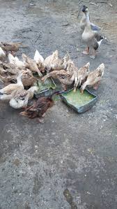 Mesin penetas telur berfungsi untuk menetaskan telur ayam, bebek, burung, dan unggas dengan cara yang efisien. Pemakanan Baik Hasil Pun Baik