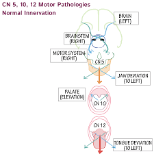 Image result for Gag Reflex