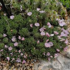 Image result for Convolvulus farinosus