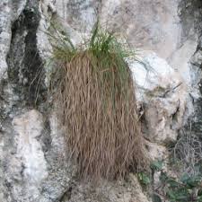 Image result for Sphaerocyperus erinaceus