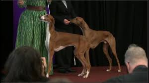 Welcome to the westminster dog show subreddit. Westminster Kennel Club Dog Show Will Feature New Breed From West Africa Abc7 New York