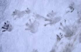 Maybe you would like to learn more about one of these? Beaver Tracks
