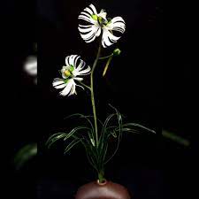 日本dip水晶花花藝 鷺草 サギ草 鷺蘭 サギソウnel 2021