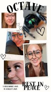 How to care for a spider plant?