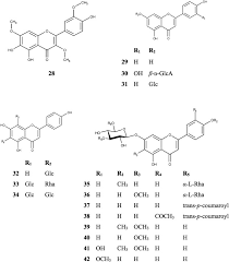 Image result for Acanthus mayaccanus
