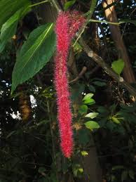 Image result for Acalypha ambigua