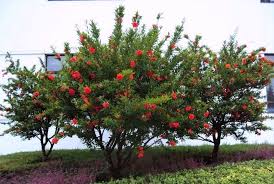 In this case, they really do grow on trees. Large Double Pomegranate Tree Trees Forum Gardenweb Tree Seeds Fruit Trees Unique Plants